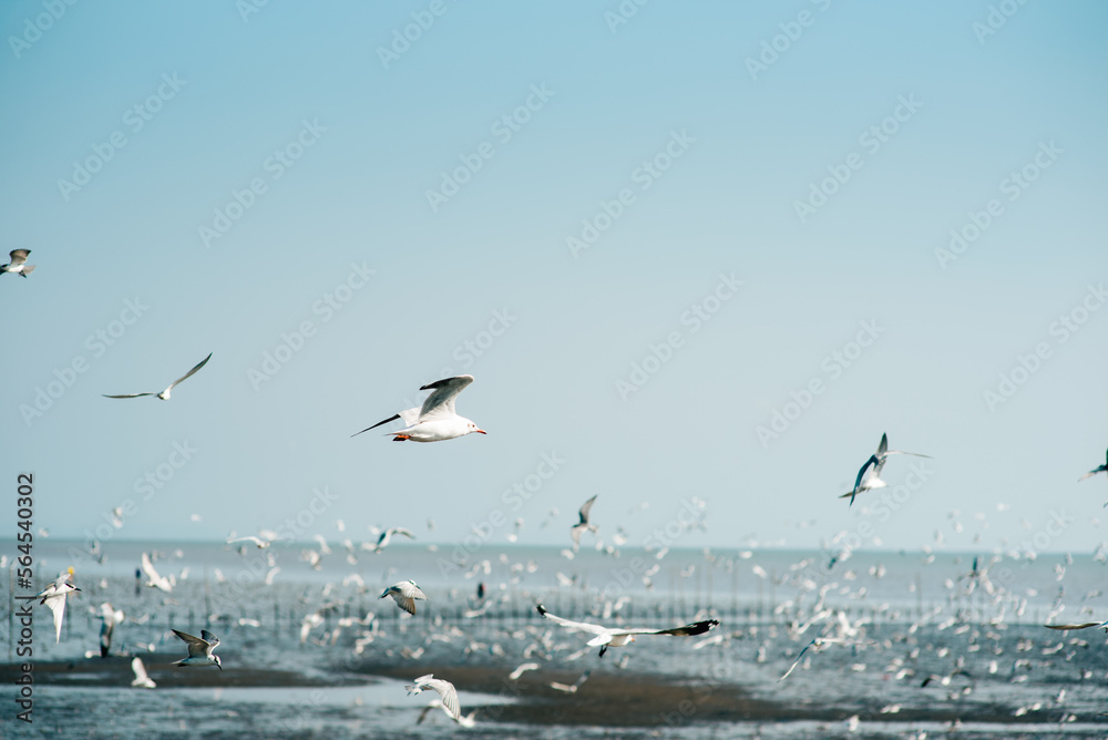 Seagulls Sky Sunset, BangPu Thailand background blur 