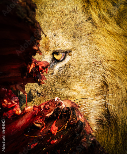 Lion on a kill