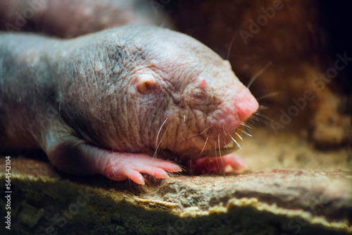 Obraz na płótnie A close-up shot of a naked mole rat in an underground burrow