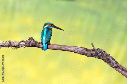 Common kingfisher male fishing in a river of a Mediterranean ecosystem with the last lights of a day and winter