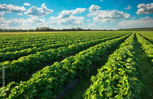 Strawberries plantation on a sunny day. Landscape with green strawberry field with blue cloudy sky © es0lex