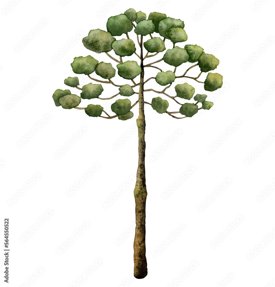 Ταπετσαρία Watercolor Araucaria tree from ancient dinosaur era