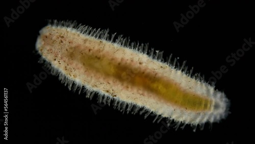 Worm Polychaeta under a microscope, Polynoidae family. Have shield-like scales for protection, predators. Sample found in White Sea photo
