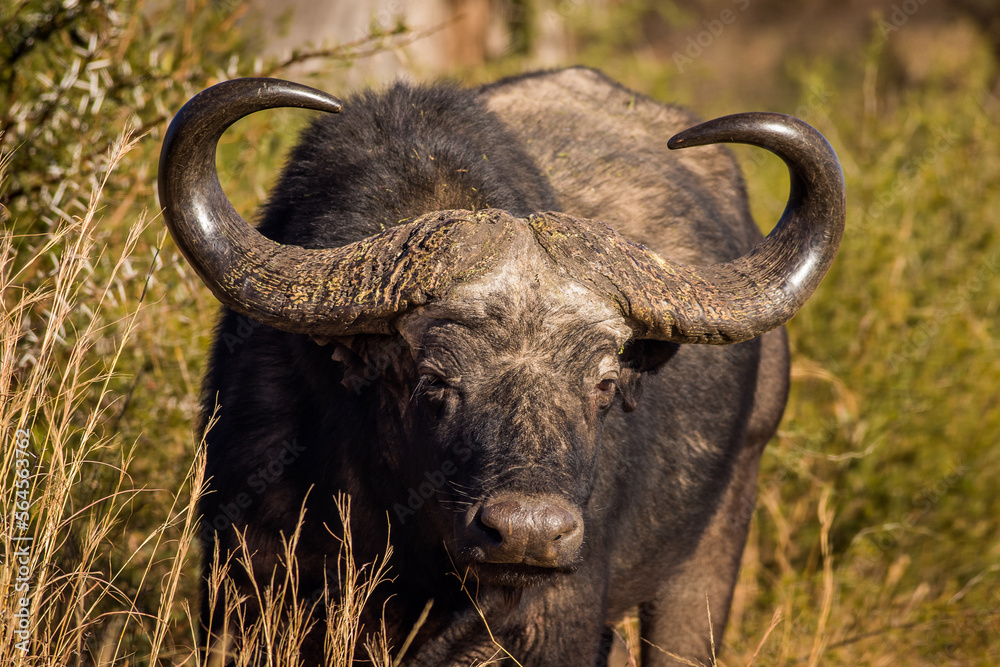 Fototapeta premium Cape buffalo in the savannah