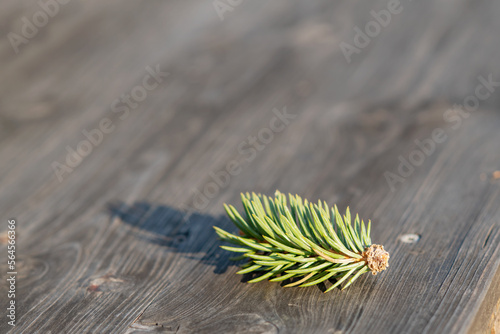 Pine branch on a wooden background with copyspace photo