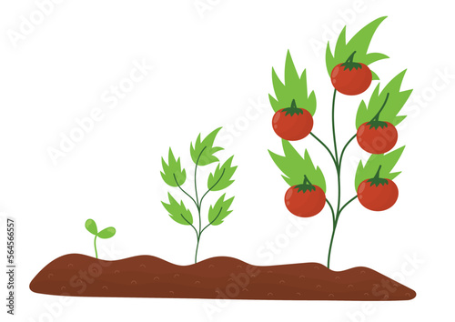 Life cycle of tomato in cartoon style. From a seed to adult plant growing process. Gardening bed with tomato vegetable stage growth. Vector illustration