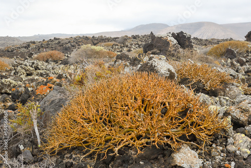closeup of a tabaiba growing between the volcanic rock in Orzola, Lanzarote photo