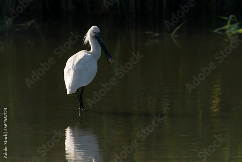 Beautiful Eurasian Spoonbill or common spoonbill (Platalea leucorodia) walking in shallow water hunting for food. Gelderland in the Netherlands. Dark background. 