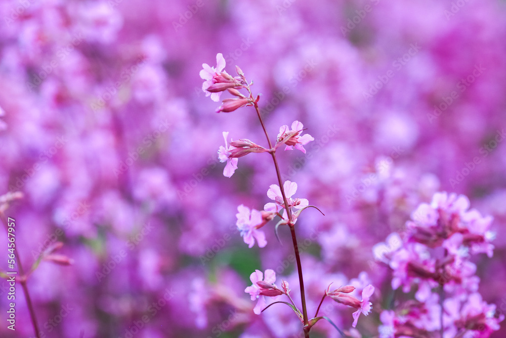 Fototapeta premium Blooming plant Pteroxygonum giraldii
