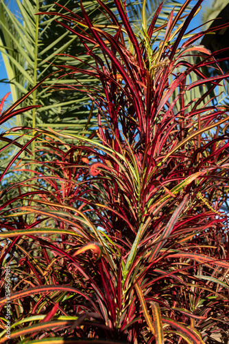 Fire croton or codiaeum variegatum closeup. Narrow leaves of Zanzibar croton