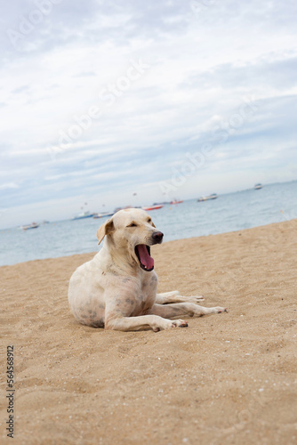 A dog relaxing on the beach. summer concept