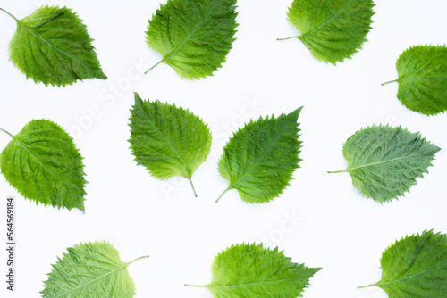 Green Shiso or oba leaves on white background. photo
