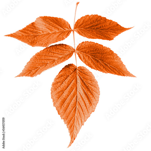 Autumn nature. Red branch with leaves. Isolated png transparent