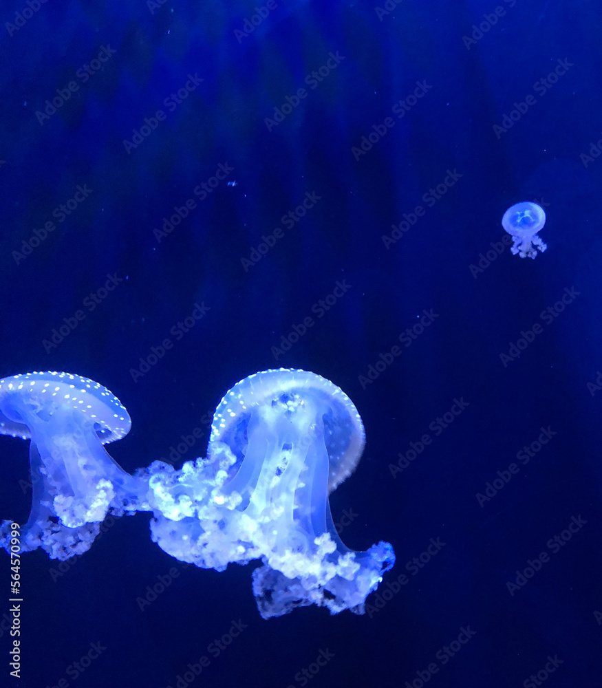 Bioluminescent jellyfish swimming under the sea Bioluminescent jellyfish swimming under the sea