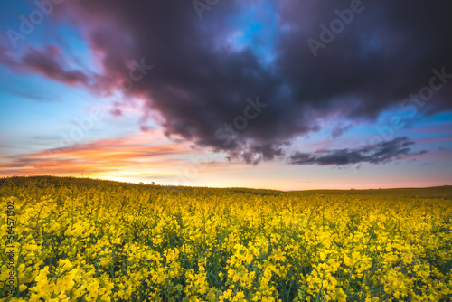 organic cultivation of canola field at sunset