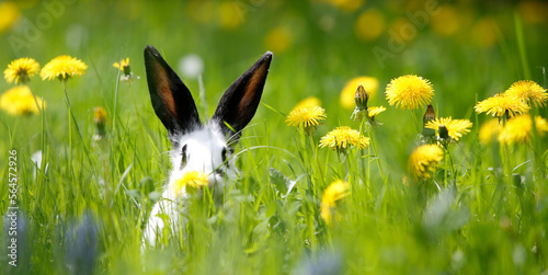 Quadro su tela Kaninchen im grünen Gras mit Butterblumen