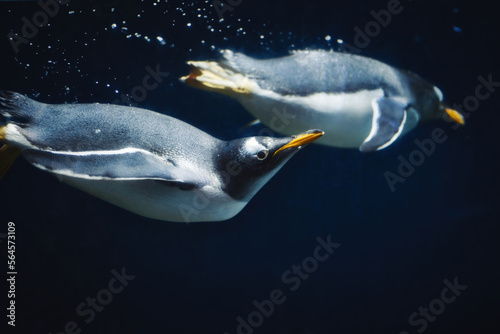 A couple of gentoo penguins (pygoscelis papua) swimming submerged underwater