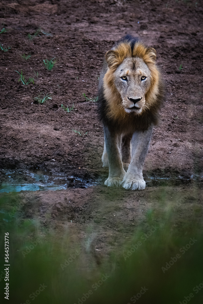 Naklejka premium Lion