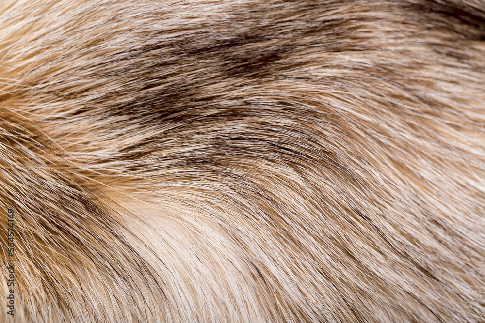 Animal fur close up. Background of gray sable and red fox or chinchilla wool, pile fur texture. Animal fur close up. Background of gray sable and red fox or chinchilla wool, pile fur texture.