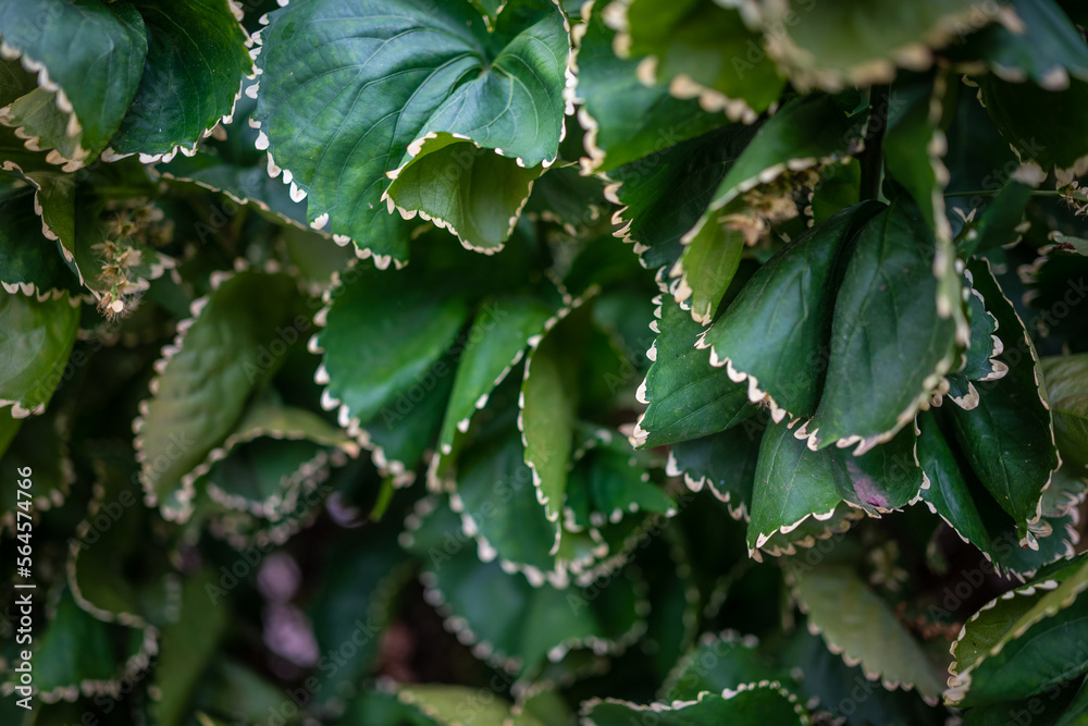 Mostly blurred unusual variety of Copper leaf plant with white toothed edges Mostly blurred unusual variety of Copper leaf plant with white toothed edges