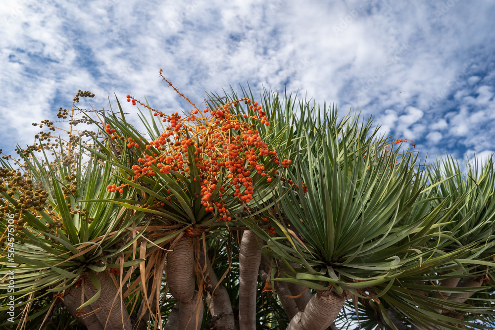 Canary Islands dragon tree or drago with its orange fruits Canary Islands dragon tree or drago with its orange fruits