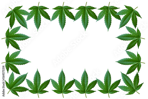 Cannabis leaves in the form of a frame. Frame with Cannabis leaves.