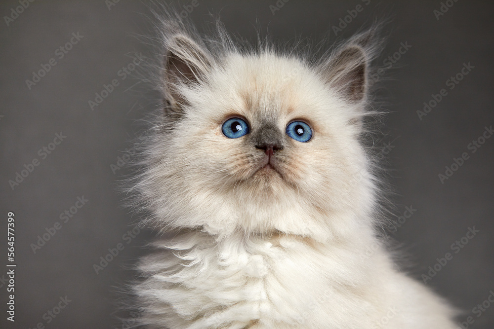 Cute White kitten with blue eyes portrait. Cat kid animal with interested, question facial face expression. Small white kitten on white background. Long web banner