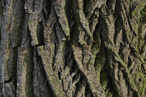 Texture of the bark of an old tree. Abstract image of the rough bark of an old tree with deep scars.