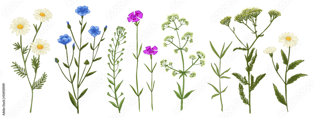 Wild flowers and meadow grasses. Summer field flowers. Botanical illustration. flax, chamomile, carnation