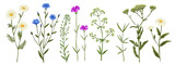 Wild flowers and meadow grasses. Summer field flowers. Botanical illustration. flax, chamomile, carnation