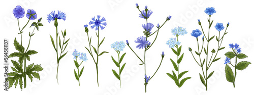 Wild flowers and meadow grasses. Summer field flowers. Botanical illustration. Blue flowers, cornflower, forget-me-not, chicory