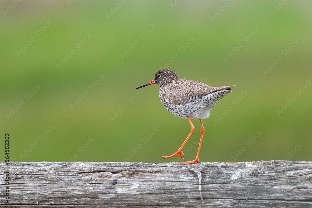 Redshank Tringa totanus walking on wooden post on green background Redshank Tringa totanus walking on wooden post on green background