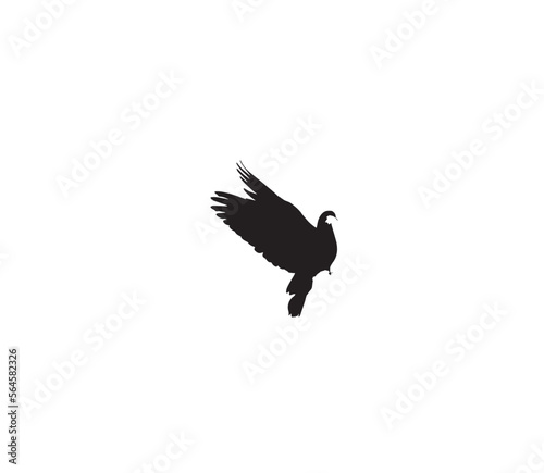 eagle in flight
