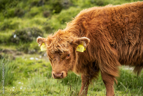 Nordic cow eating fresh green grass from the ground