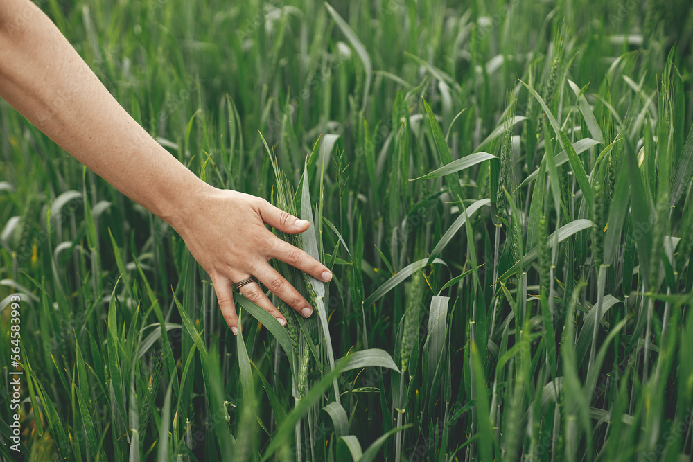Obraz premium Hand touching green wheat ears in summer field. Agriculture and cultivation. Woman holding wheat or rye ears in summer countryside. Rural slow life. Food crisis