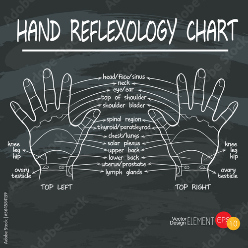 Hand reflexology chart with accurate description of the corresponding internal organs and body parts. Vector illustration