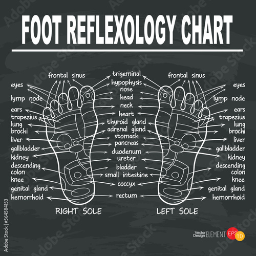 Foot reflexology , vector illustration