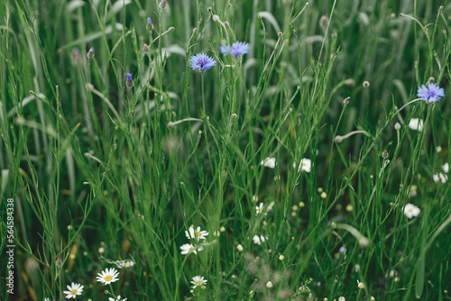 Beautiful cornflower in wheat field. Blue wildflower in green grass, selective focus. Summer in countryside, floral wallpaper. Bachelor's button, Centaurea cyanus flower.