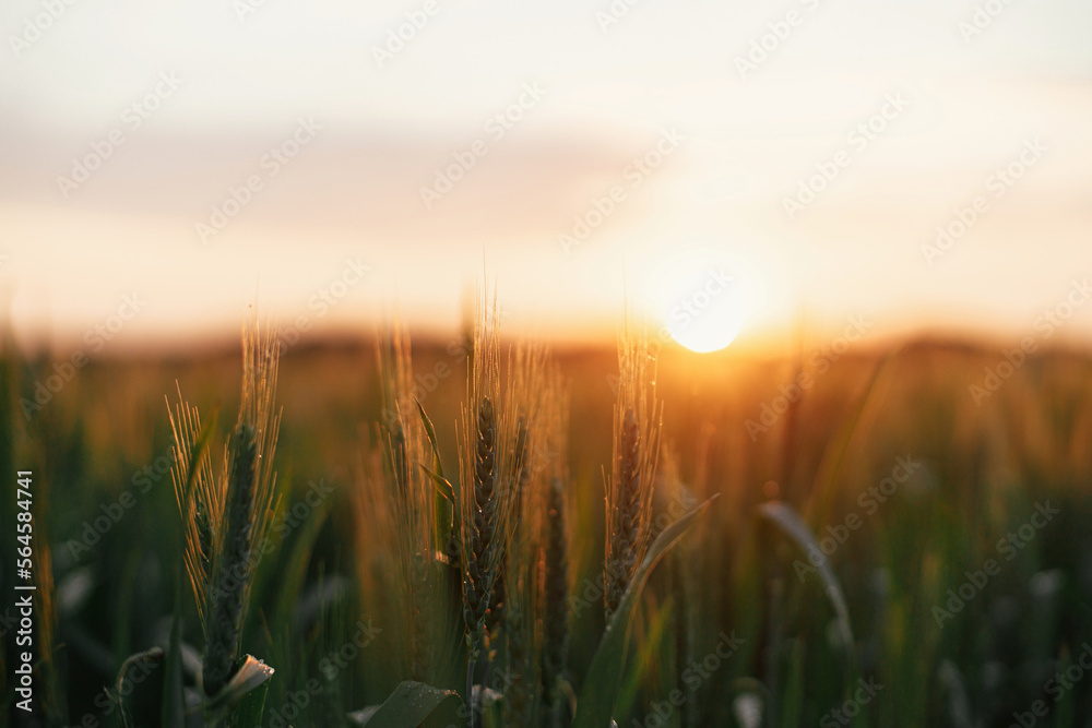 Fototapeta premium Wheat field in warm sunset light. Wheat or rye ears and stems close up in evening sunshine. Tranquil atmospheric moment. Agriculture and cultivation. Summer in countryside, wallpaper