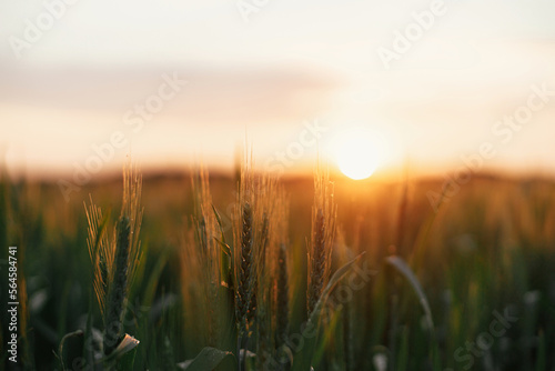 Wheat field in warm sunset light. Wheat or rye ears and stems close up in evening sunshine. Tranquil atmospheric moment. Agriculture and cultivation. Summer in countryside  wallpaper
