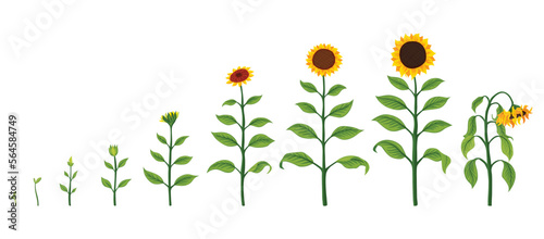 Sunflower growth stages. Agriculture plant development from seed to flowering and fruit-bearing plant. Harvest animation progression
