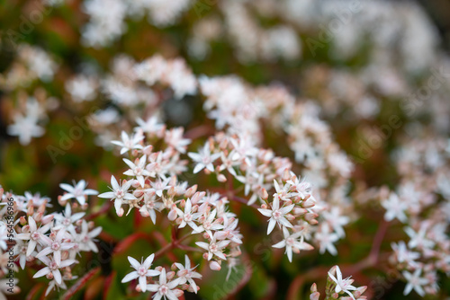 White flowers of Jade plant. Red edges of green leaves © amovitania