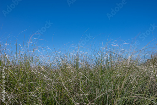 High dry grass on clear blue sky background. Field on a sunny day