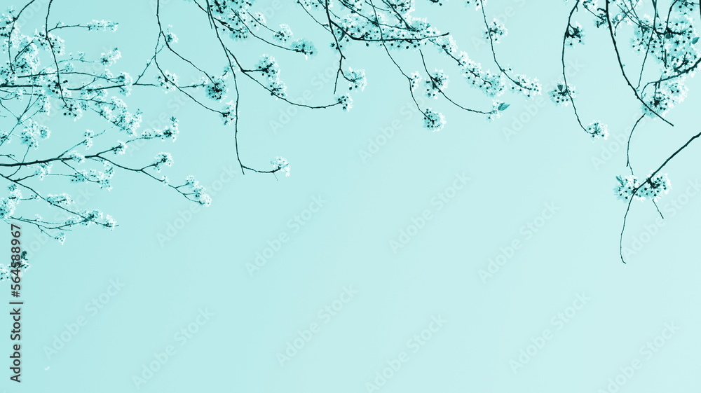 Zarte Blüten eines Kirschbaumes isoliert und freigestellt mit Textfreiraum in türkis - Hintergrund und Banner	