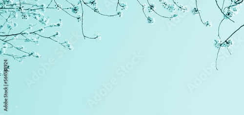 Zarte Blüten eines Kirschbaumes isoliert und freigestellt mit Textfreiraum in türkis - Hintergrund und Banner 
