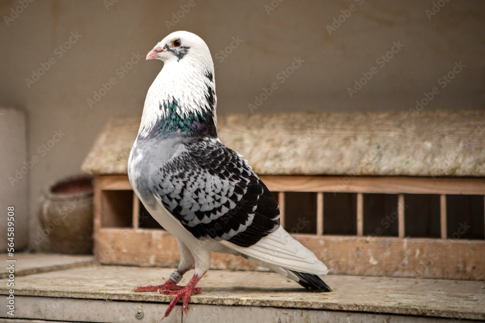 Foto de full body of beautiful homing pigeon standing in home loft do ...