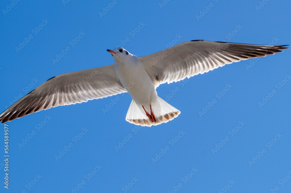 Obraz premium Seagull flying in the blue sky