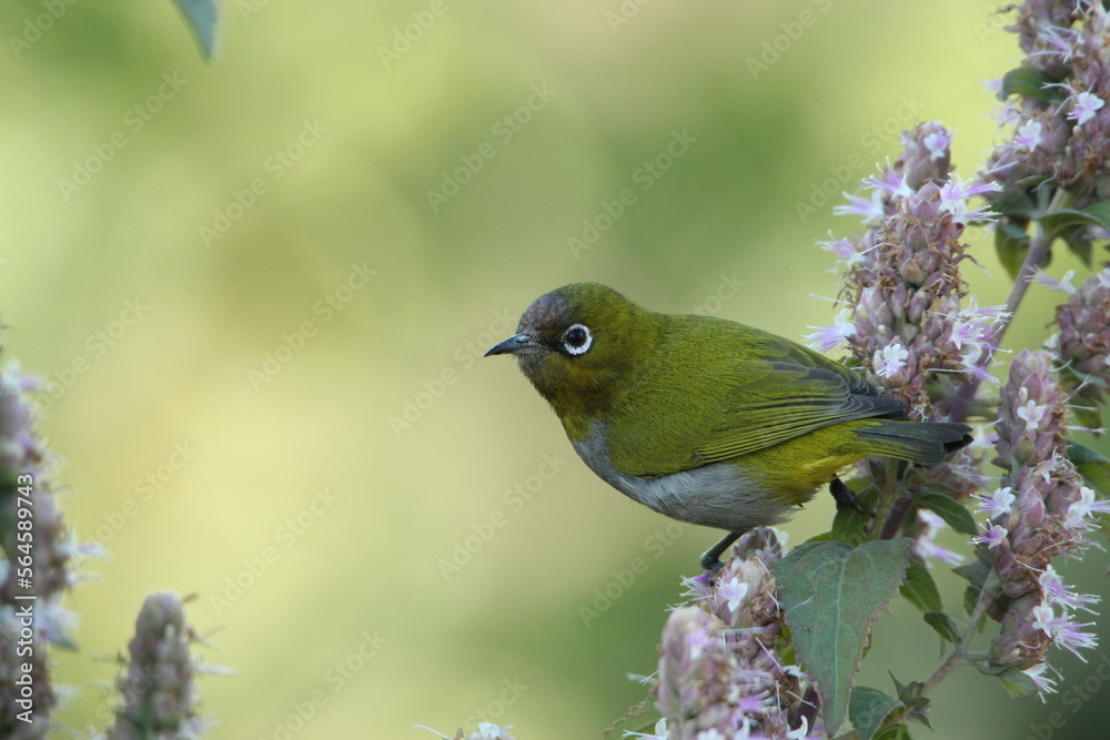White eye on Branch White eye on Branch