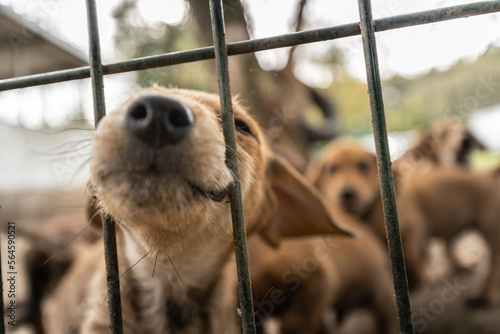 Papier peint cachorros esperando ser adoptados en un refugio de animales