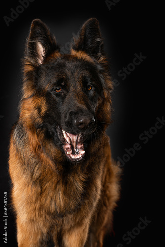 German shepherd dog on black background